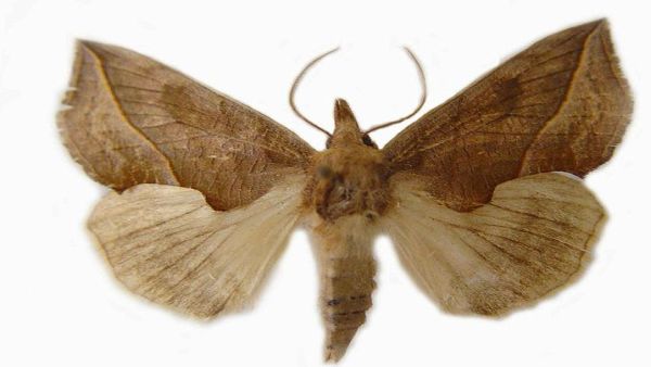 Lalokřídlec žluťuchový, FOTO: Anaxibia Lalokřídlec žluťuchový