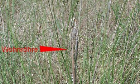 Snůška zápřednice na stéblech. Snůška zápřednice na stéblech.