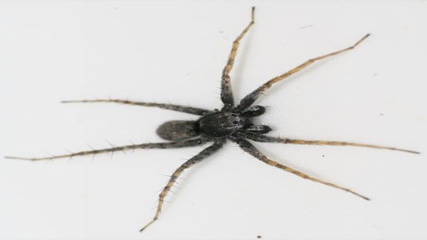 Slíďák Wáglerův Slíďák Wáglerův