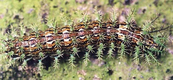 Housenka martináče (Lonomia obliqua). FOTO: R. Moraes - Institute Butantan Housenka martináče (Lonomia obliqua). FOTO: R. Moraes - Institute Butantan