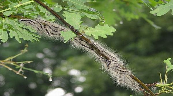 Housenka bourovčíka toulavého se vyskytuje také v České republice. FOTO: F. Kiss Housenka bourovčíka toulavého se vyskytuje také v České republice. FOTO: F. Kiss