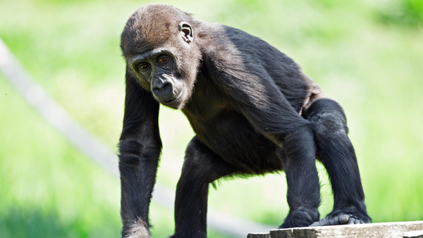Gorilí sameček Tatu. Foto: Tomáš Adamec, Zoo Praha Gorilí sameček Tatu