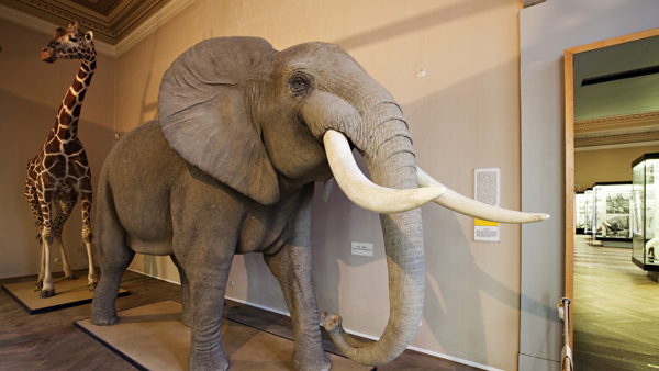 Pohled do bývalé zoologické expozice v Historické budově Národního muzea. Foto: ČTK Pohled do bývalé zoologické expozice v Historické budově Národního muzea