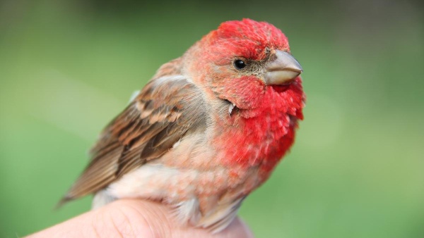 Dospělý samec hýla rudého z bulharské lokality (foto:Pavel Munclinger) foto hýla rudého