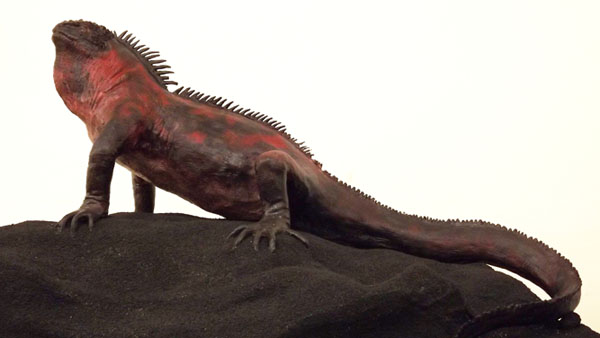 Zrestaurovaný model leguána mořského připravený k vystavení Zrestaurovaný model leguána mořského připravený k vystavení