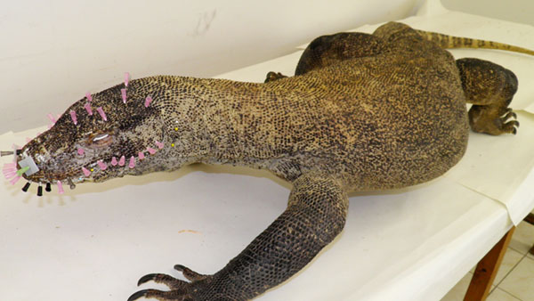 Téměř dokončený exponát varana komodského s jehlami fixovanou kůží na hlavě varan