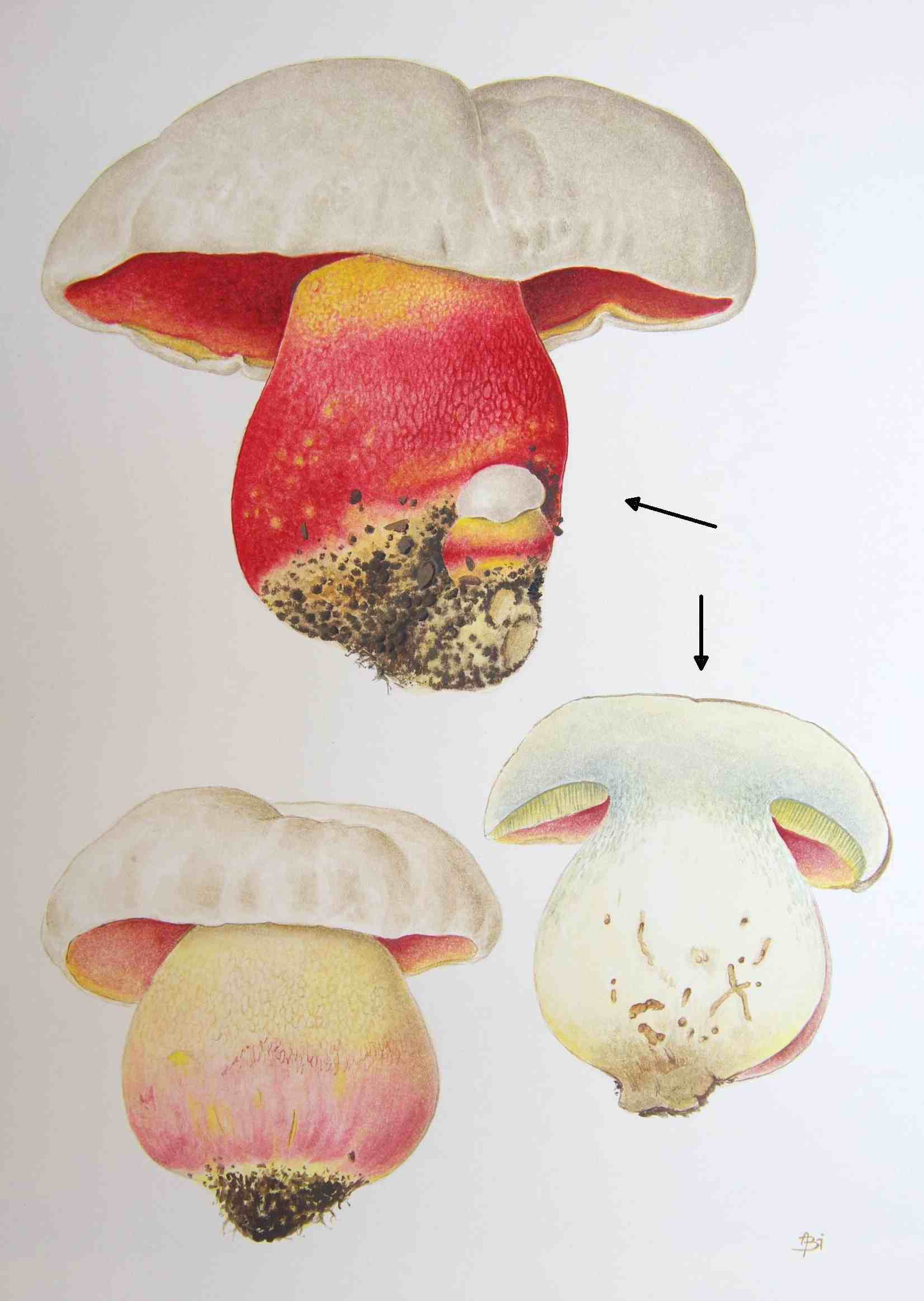 Hřib satan (Boletus satanas). Originál A. Bielicha, pro knihu byly použity dvě plodnice označené šipkami.