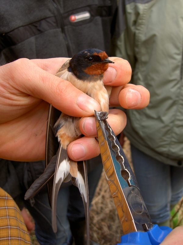 kroužkování vlaštovek