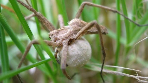 Lovčík hajní lovčík hajní