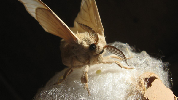 Sameček bource morušového fotografei samečka motýla bource morušového