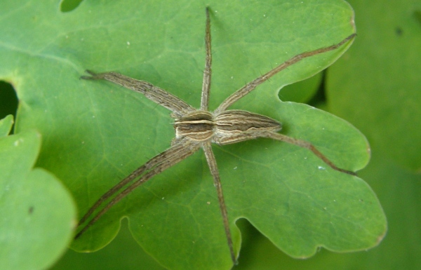 5. Lovčík hajní (foto: Jindřich Poříz) 5. Lovčík hajní (foto: Jindřich Poříz)
