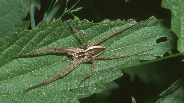 1. Lovčík hajní (foto: Vladimír Motyčka)