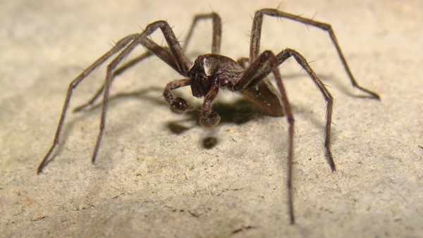 2. Lovčík hajní (foto:Ondřej Pešák) 2. Lovčík hajní (foto:Ondřej Pešák)