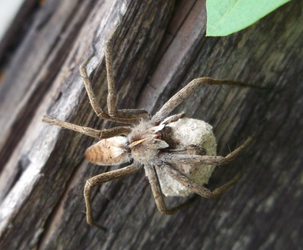 3. Lovčík hajní (foto: Lenka Foberová) 3. Lovčík hajní (foto: Lenka Foberová)