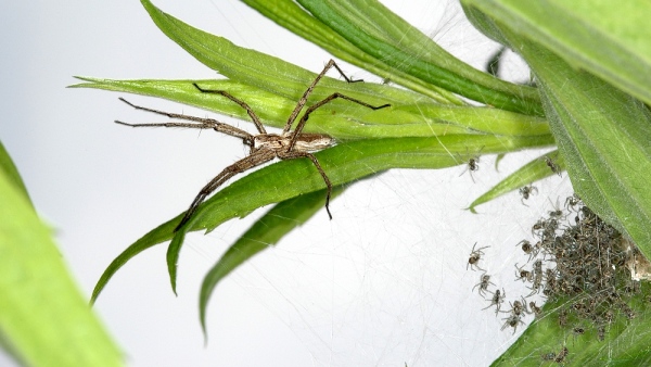 4. Lovčík hajní (foto: Vladimír Motyčka)