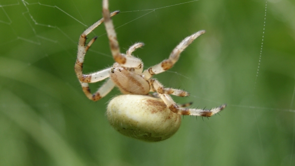 Křižák čtyřskvrnný ( Araneus quadratus) si staví své sítě nejčastěji na bylinné nebo keřové vegetaci na vlhčích loukách (foto: Petr Dolejš)
