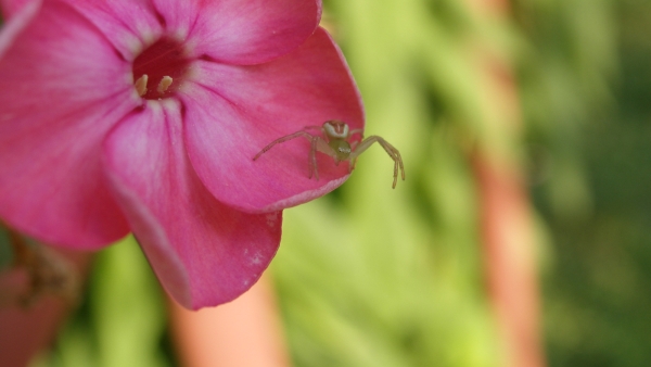 Běžník listový ( Ebrechtella tricuspidata) je drobný pavouk, který si nestaví žádné sítě a na svoji kořist číhá např. na květech (foto: Petr Dolejš)