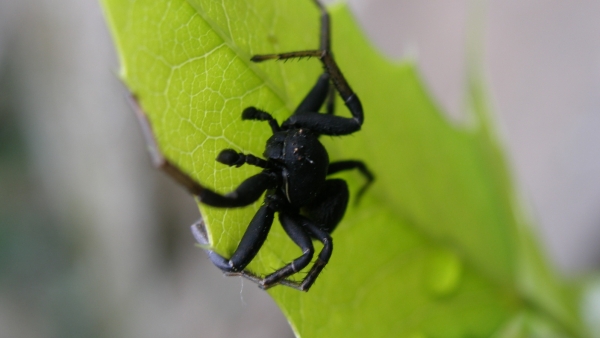 Běžník velký ( Xysticus robustus) žije především ve stepních oblastech, kde a svoji kořist loví bez použití sítí (foto: Petr Dolejš)