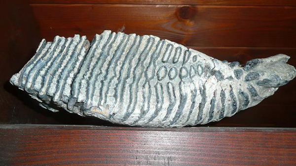 fotografie zubu mamuta