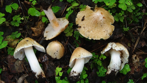 Vláknice začervenalá, prudce jedovatá vláknice začervenalá, prudce jedovatá