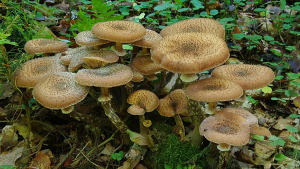 Václavka smrková, oblíbená jedlá houba, ale až po důkladné tepelné přípravě (nejméně 20 minut dusit) václavka smrková, oblíbená jedlá houba, ale až po důkladné tepelné přípravě (nejméně 20 minut dusit)