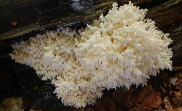 Korálovec bukový korálovec bukový