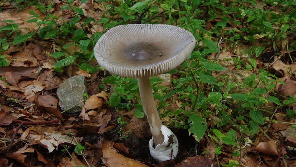 Muchomůrka pošvatá, jedlá, nevalná. Od jedovatých muchomůrek se liší nepřítomností prstenu muchomůrka pošvatá, jedlá, nevalná. Od jedovatých muchomůrek se liší nepřítomností prstenu