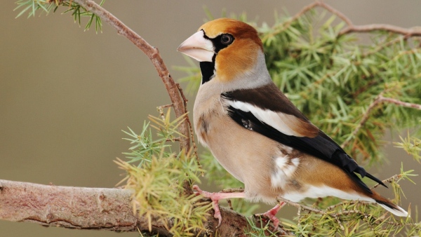 Dlask tlustozobý s oblibou konzumuje semena slunečnic, ale i plody tisu Dlask tlustozobý s oblibou konzumuje semena slunečnic, ale např. i plody tisu