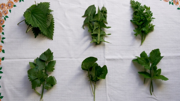 Na zelenou polévku můžete použít bylinky podle vašeho výběru – například (zleva shora) kopřivy, pampelišku, petržel, libeček, fialkové listí a bršlici kozí nohu Na zelenou polévku můžete použít bylinky podle vašeho výběru – například (zleva shora) kopřivy, pampelišku, petržel, libeček, fialkové listí a bršlici kozí nohu