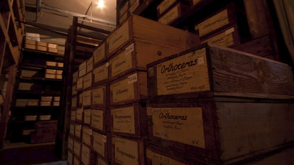 Jeden z bývalých suterénních depozitářů paleontologického oddělení v Historické budově Národního muzea během stěhování Jeden z bývalých suterénních depozitářů paleontologického oddělení v Historické budově Národního muzea během stěhování