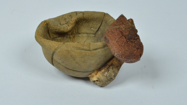 Václavka (Armillaria) vyrostlá na dětském míčku Václavka (Armillaria) vyrostlá na dětském míčku