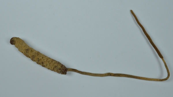 Housenice (Cordyceps sp.) – parazitická houba na larvách, kuklách a dospělcích motýlů a jiného hmyzu housenice (Cordyceps sp.) – parazitická houba na larvách, kuklách a dospělcích motýlů a jiného hmyzu