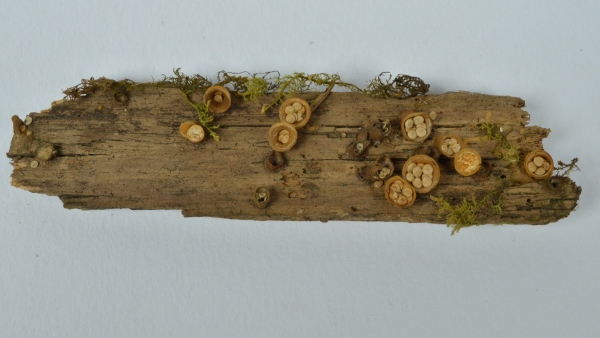 Pohárovka obecná (Crucibulum laeve) na kusu dřeva pohárovka obecná (Crucibulum laeve) na kusu dřeva