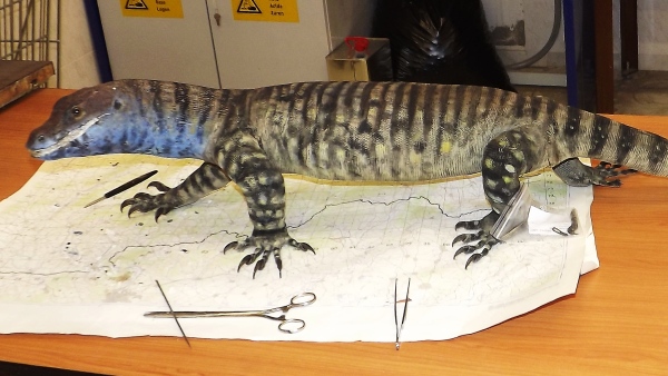 Nevhodně nabarvený a poškozený historický exponát varana pestrého před restaurováním