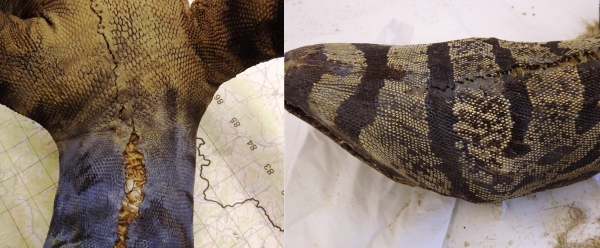 Nevhodný nátěr před odstraněním (vlevo), Původní zbarvení exponátu po odstranění povrchové vrstvy barev (vpravo)