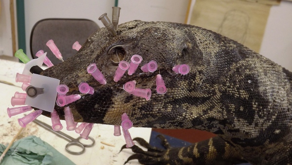 Oprava hlavy varana pestrého