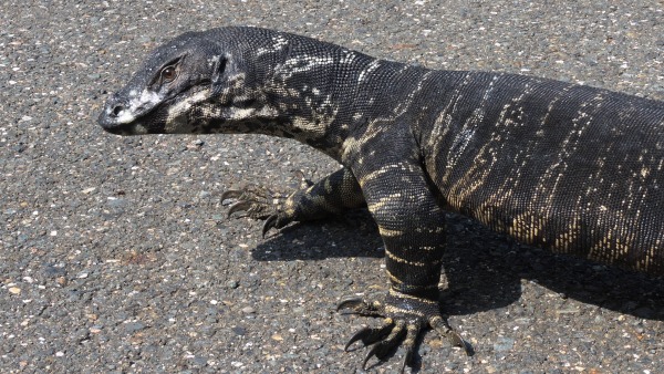 Zrestaurovaný exponát varana pestrého připravený pro expozice