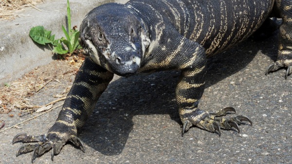 Zrestaurovaný exponát varana pestrého vypadá skoro jako živý