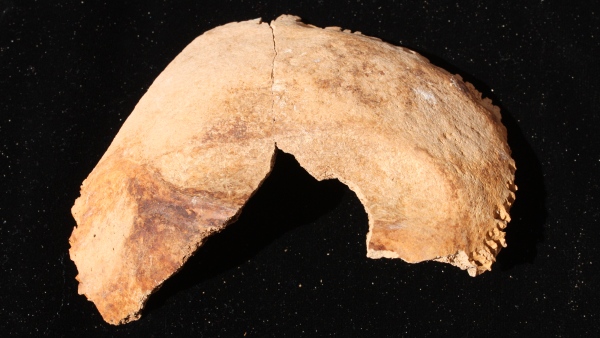 Zlomek lebky kněze Neferinpua po událostech na jaře roku 2011 (foto Petra Havelková) Zlomek lebky kněze Neferinpua po událostech na jaře roku 2011 (foto Petra Havelková)