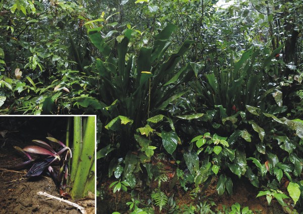 Orchidantha virosa Orchidantha virosa