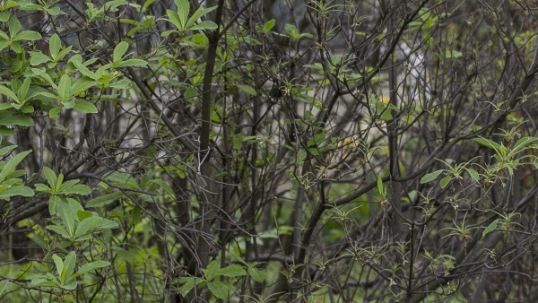 Holožír na pěnišníku v Botanické zahradě Univerzity Karlovy (Na Slupi) Holožír na pěnišníku v Botanické zahradě Univerzity Karlovy (Na Slupi)