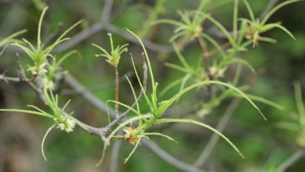 Detail požerku způsobených housenicemi pilatky Nematus lipovskyi na pěnišníku Detail požerku způsobených housenicemi pilatky Nematus lipovskyi na pěnišníku