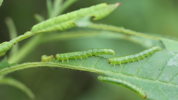 Larvy (housenice) pilatky Nematus lipovskyi ožírající listy pěnišníku Larvy (housenice) pilatky Nematus lipovskyi ožírající listy pěnišníku