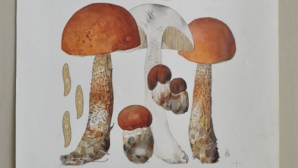 Originál kresby Otty Ušáka (zdroj: Národní muzeum) Originál kresby Otty Ušáka (zdroj: Národní muzeum)