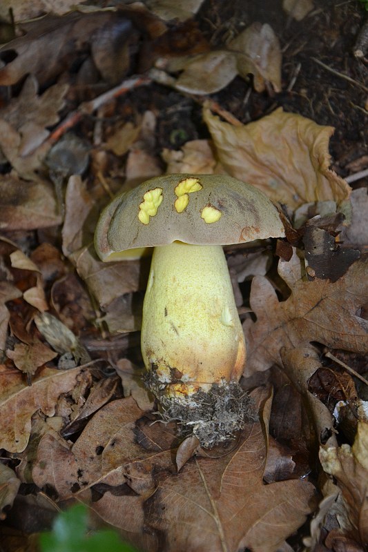 Vzácný hřib přívěskatý (zdroj: Miriam Brožíková)