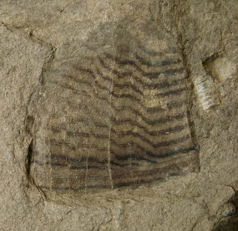 Část schránky s barevným vzorem na schránce hlavonožce z okolí Klonku u Suchomast.