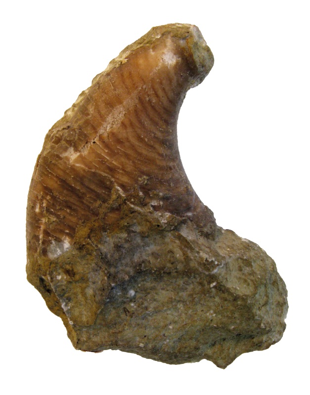 Šikmé pruhy na schránce druhu Phragmoceras imbricatum z Anglie.