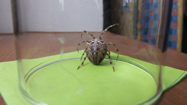 Samička křižáka obecného (Araneus diadematus) foto: Petra Oliveriusová Samička křižáka obecného (Araneus diadematus) foto: Petra Oliveriusová