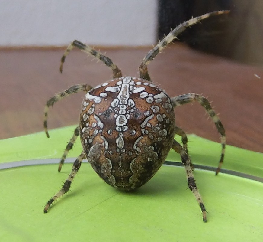 Detail samičky křižáka obecného. Foto: Petra Oliveriusová