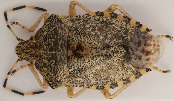 Kněžice mlhovitá (Rhaphigaster nebulosa) Kněžice mlhovitá (Rhaphigaster nebulosa)